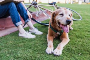 Fahrrad mit Hund