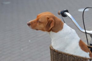 Fahrradtour mit Hund